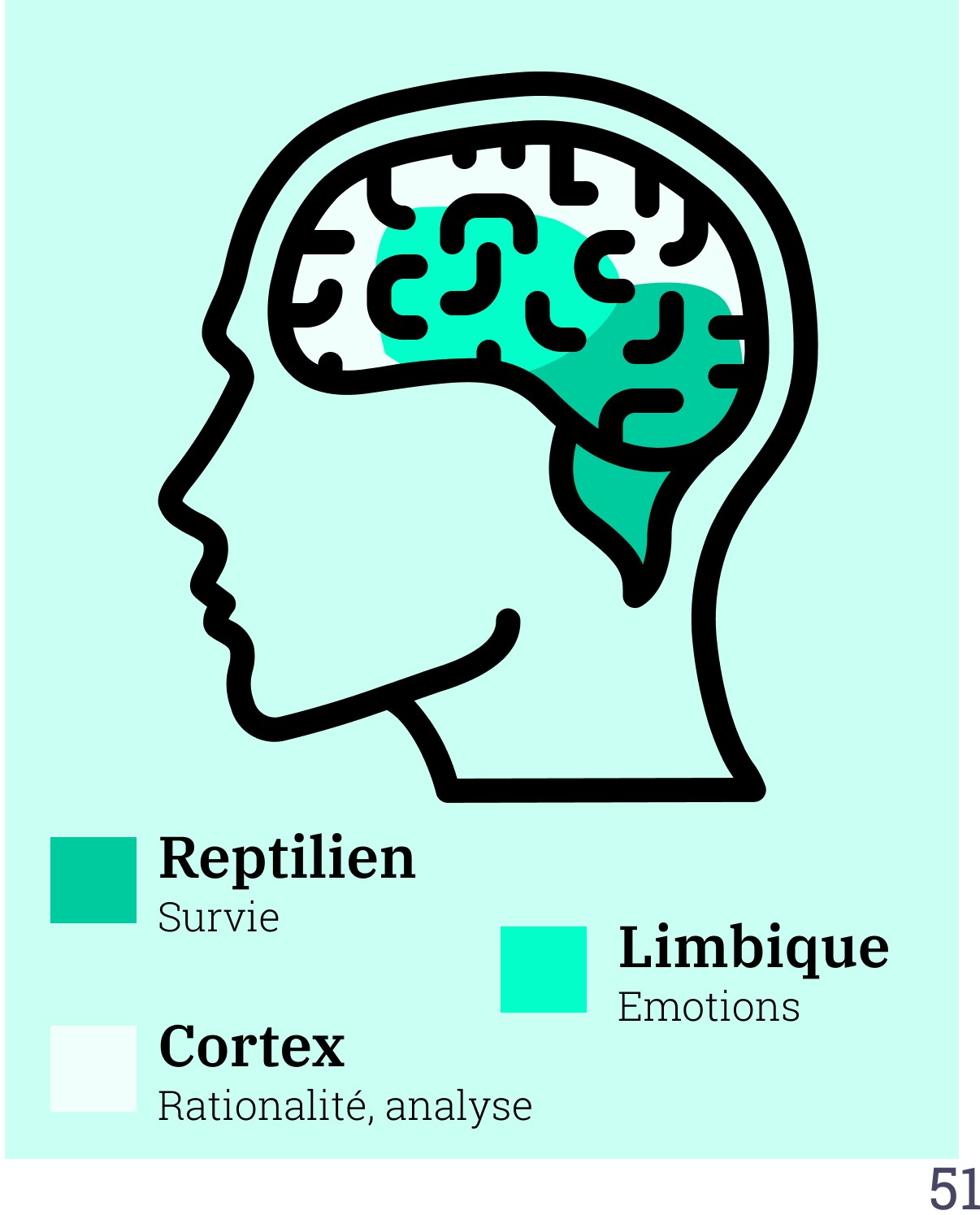 Cerveau : reptilien, limbique, cortex